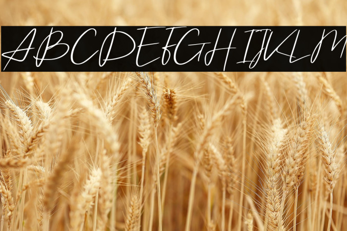 Barristar Demo Version Example 2