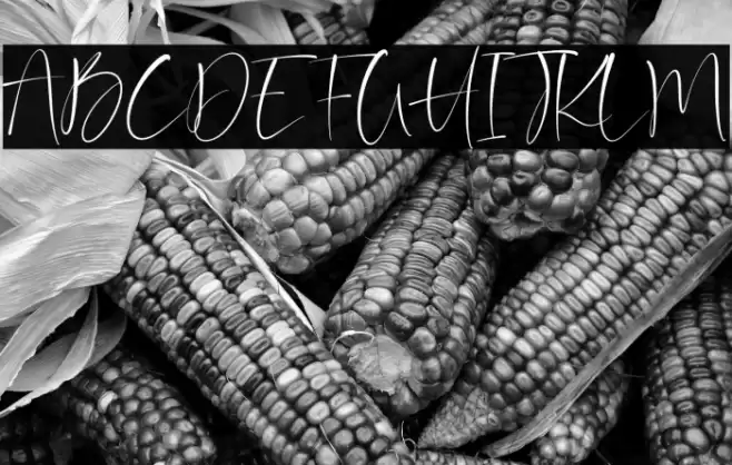 Barriton Paradise خط examples