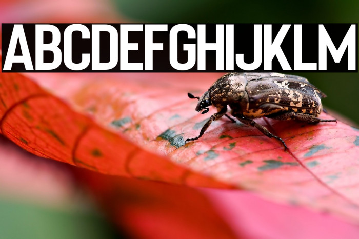 Bartenique Example 1