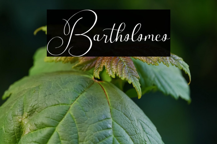 Bartholomeo Example 2