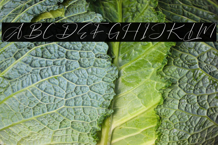 Barthwind DEMO VERSION Example 3