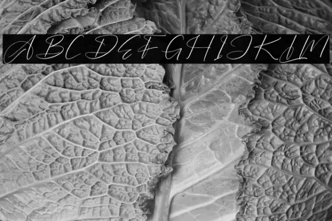 Barthwind DEMO VERSION Font examples