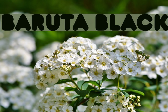 Baruta Black Font examples
