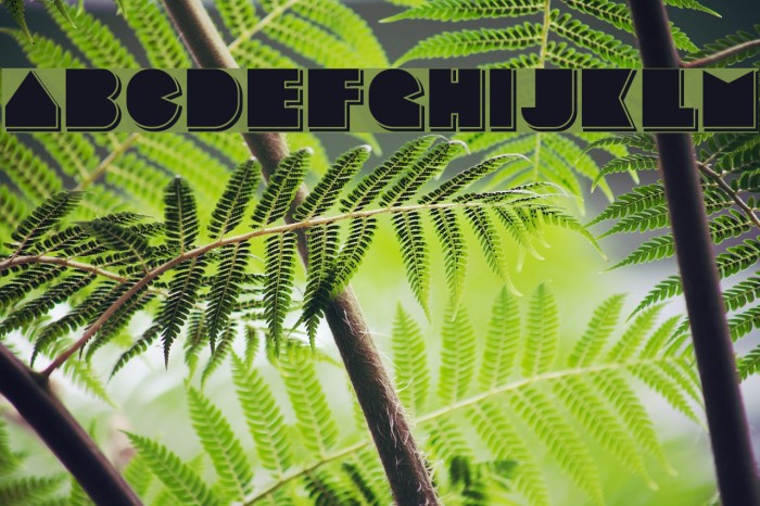 Basenglah-Shadow Example 2