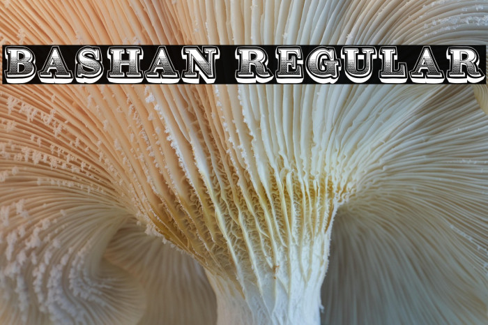 Bashan Regular Example 3