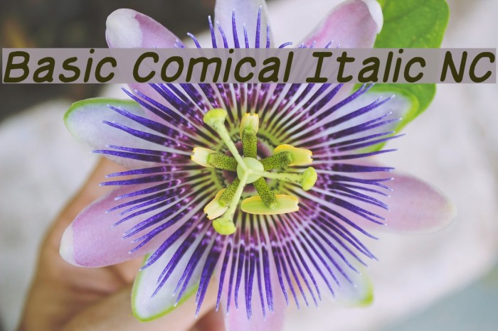 Basic Comical Italic NC Font examples
