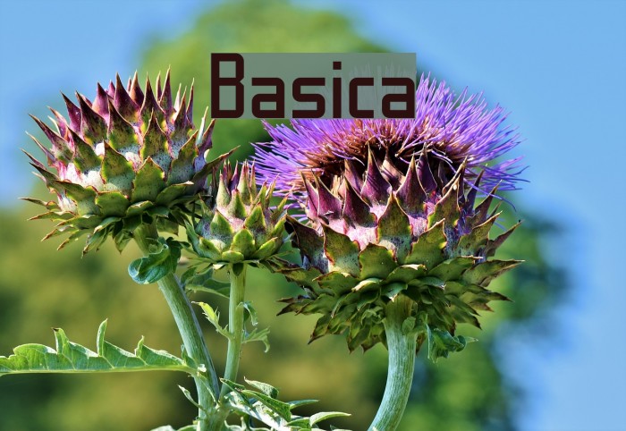 Basica Font examples