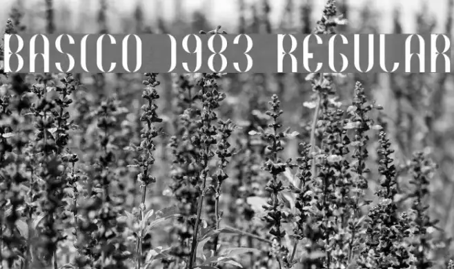 Basico 1983 Regular Example 2