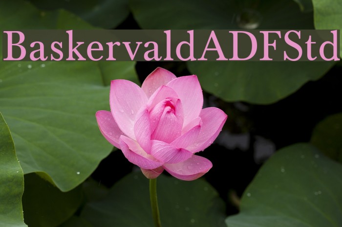 BaskervaldADFStd Font examples
