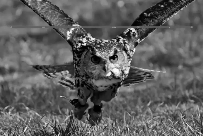 Baskerville-Normal-Italic Шрифта examples