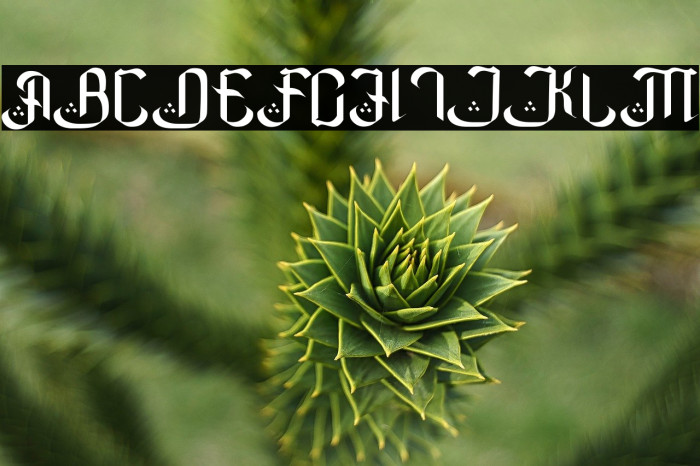 Basmallahu Example 3