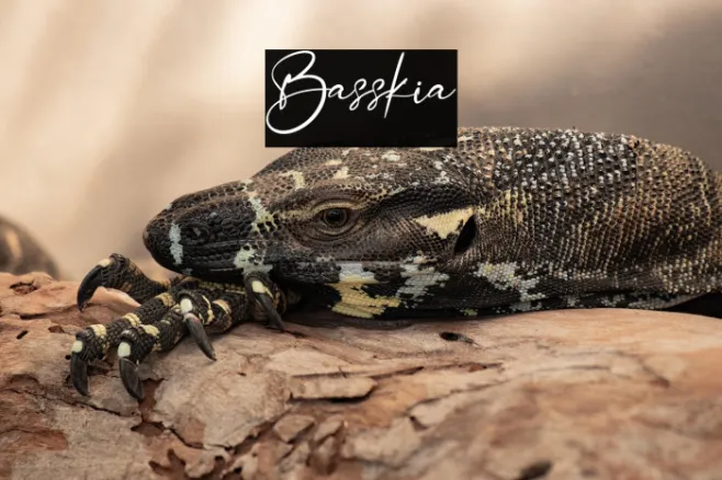 Basskia Example 1