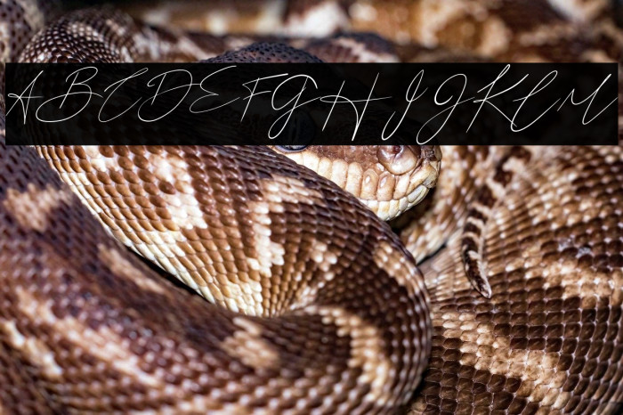 Basstian Italic Example 1