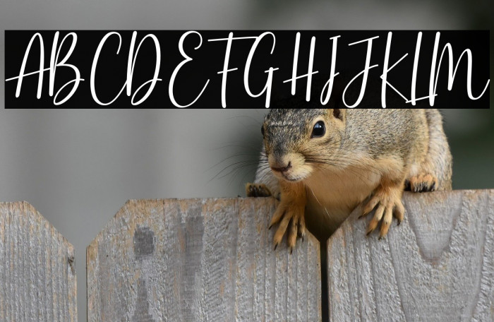 BasstonScript Example 2