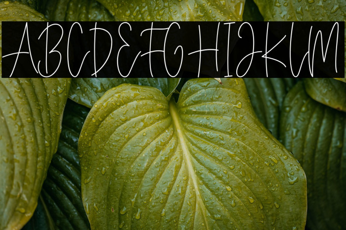 BasterMonky Example 3