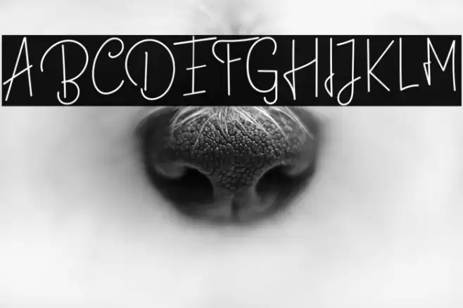 BastiollaRegular Font examples