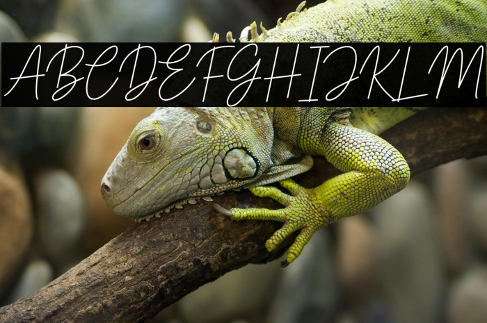 Bastony Signature Example 3