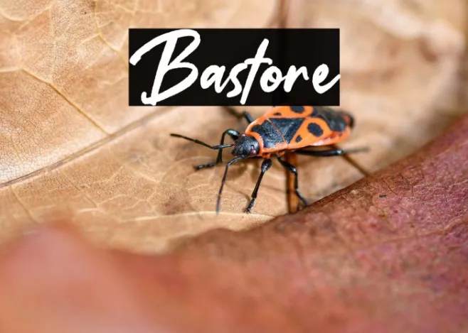 Bastore Example 3