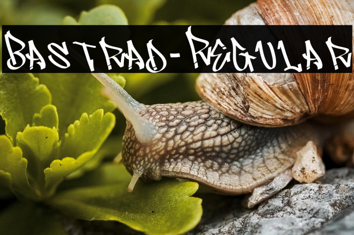 Bastrad-Regular Example 3