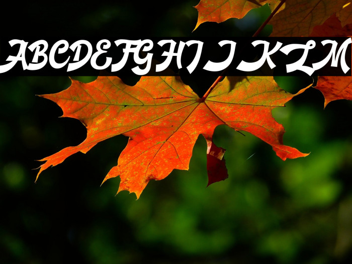 Basuki Script Demo Example 3