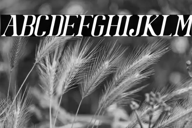 BataviaGlamoreNORMALITALIC-Ital Font examples