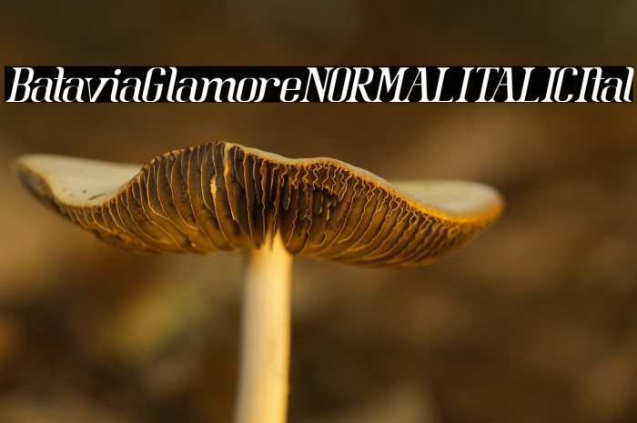 BataviaGlamoreNORMALITALIC-Ital Example 2