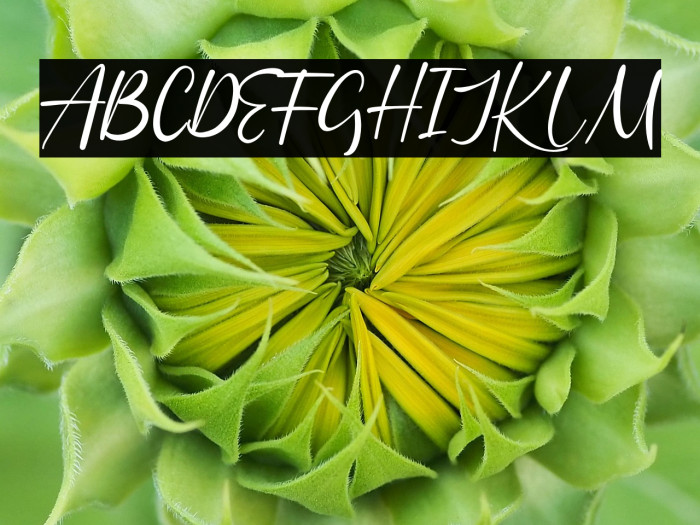 Batheny Rosie Example 3