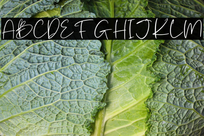 Batterlife Personal Use Example 1