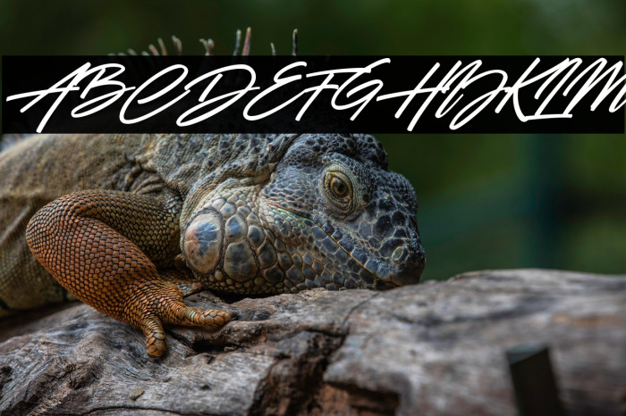 Battle Andy Italic Example 2