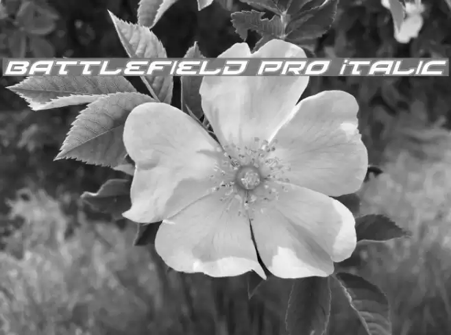Battlefield Pro Italic フォント examples