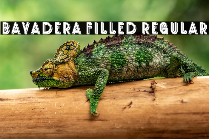 Bayadera Filled Regular Example 3