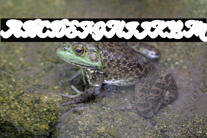 Bayland-Extrude Example 1