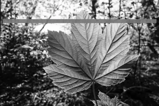 back to heavy coat fat ground_line-sv Regular Font examples