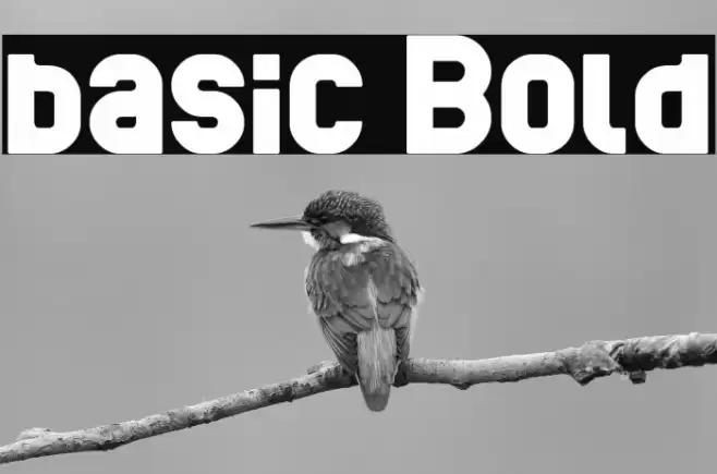 basic Bold Font examples