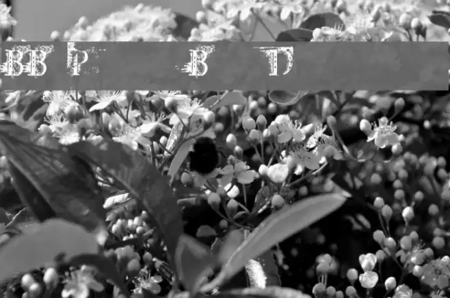 BB Petie Boy Destroyed Font examples