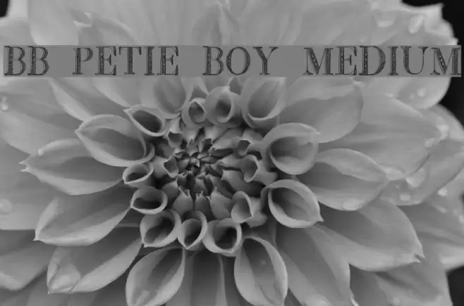 BB Petie Boy Medium Font examples