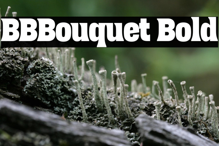 BBBouquet Bold Example 3