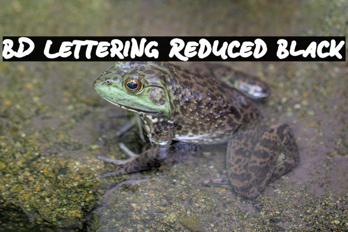 BD Lettering Reduced Black Example 1