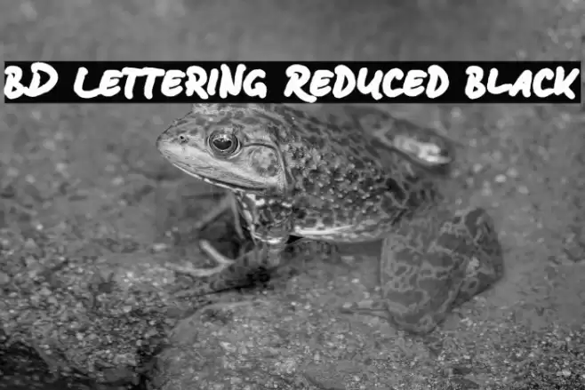 BD Lettering Reduced Black Font examples