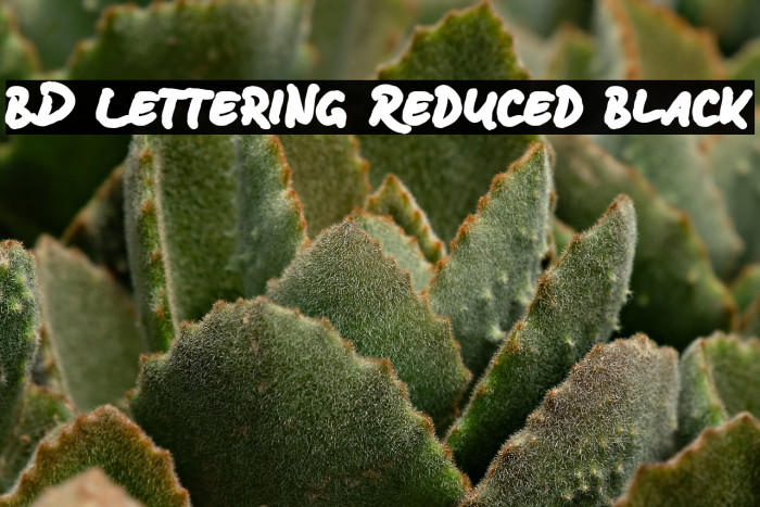 BD Lettering Reduced Black Example 3