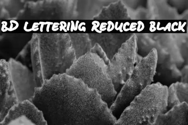 BD Lettering Reduced Black Font examples