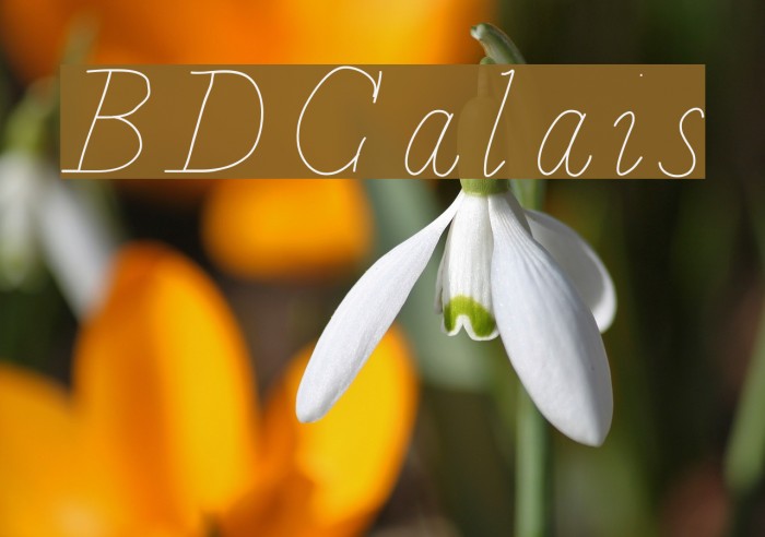 BDCalais Font examples