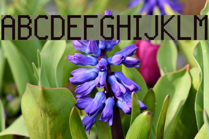 BDCashBox Font examples