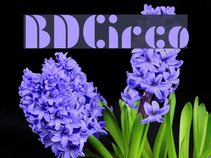 BDCirco Font examples