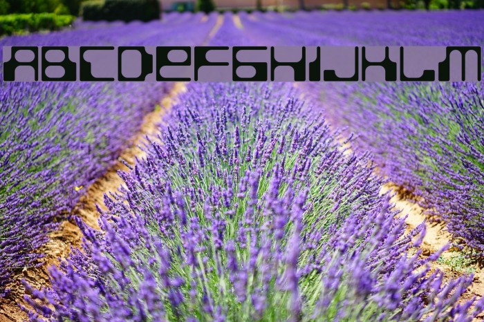 BDStereotype Example 3