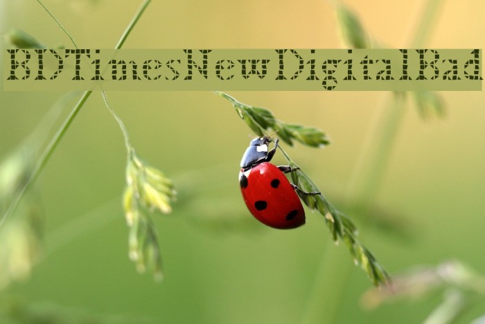 BDTimesNewDigitalBad フォント examples