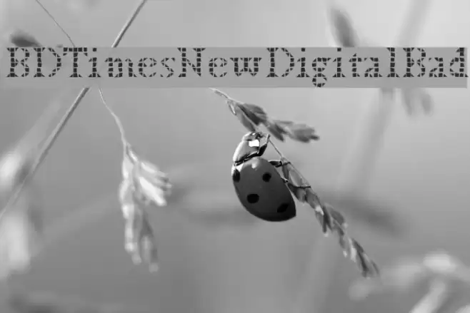 BDTimesNewDigitalBad Font examples