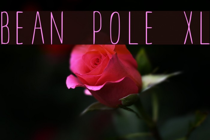 BEAN POLE XL Example 1