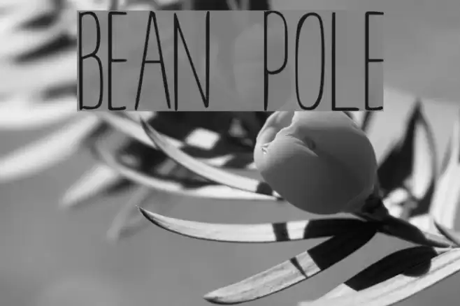 BEAN POLE Font examples