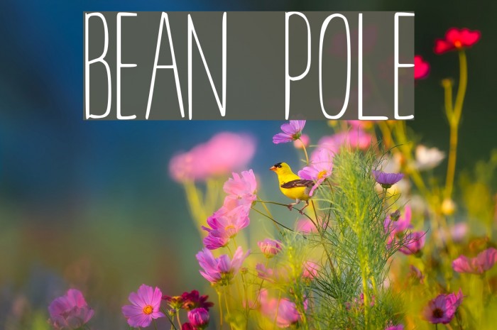 BEAN POLE Example 3
